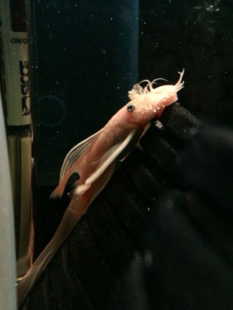 Ancistrus L144 Longfin Man